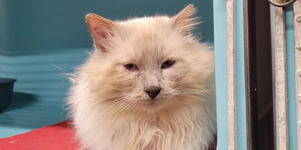 RIO, Birman (SPA Tours (Luynes))