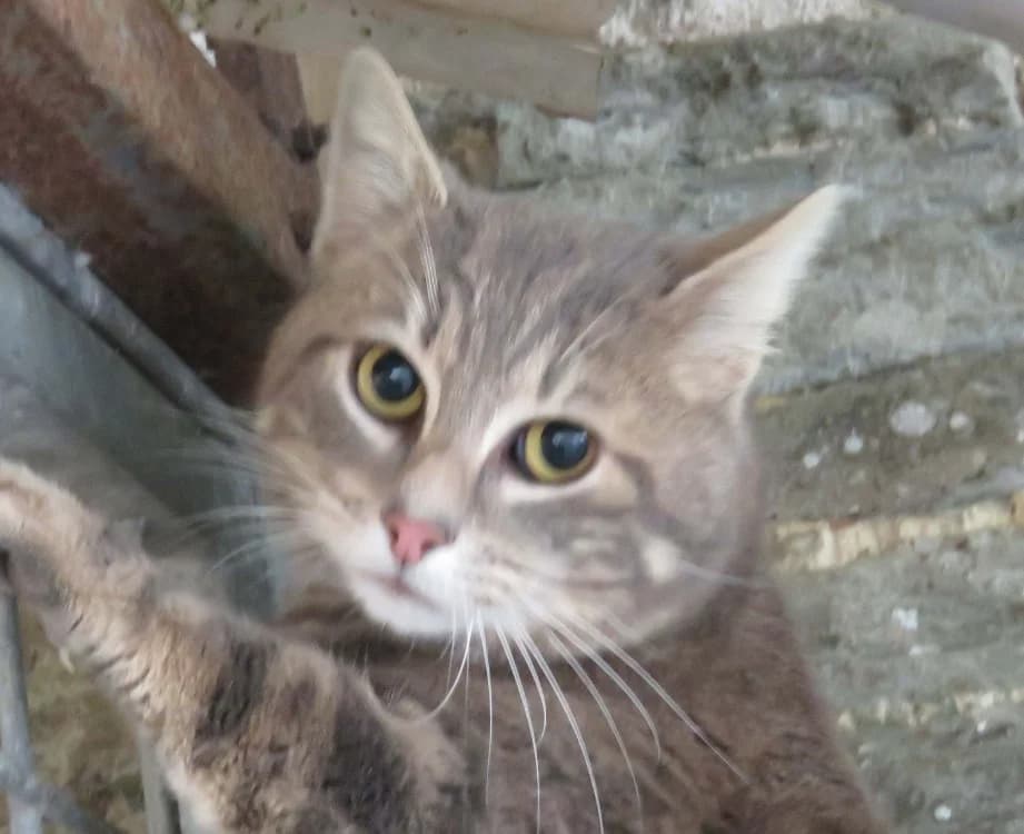 PACMAN, male mixed breed for adoption at SPA Redon, Redon