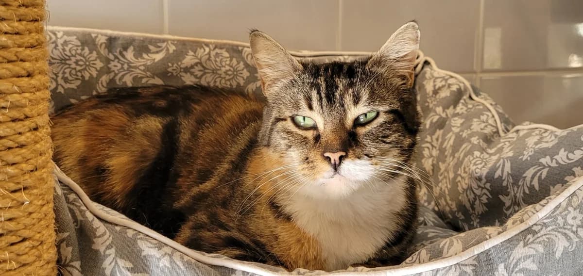NINA, female 7yo mixed breed for adoption at SPA Tours (Luynes), Tours