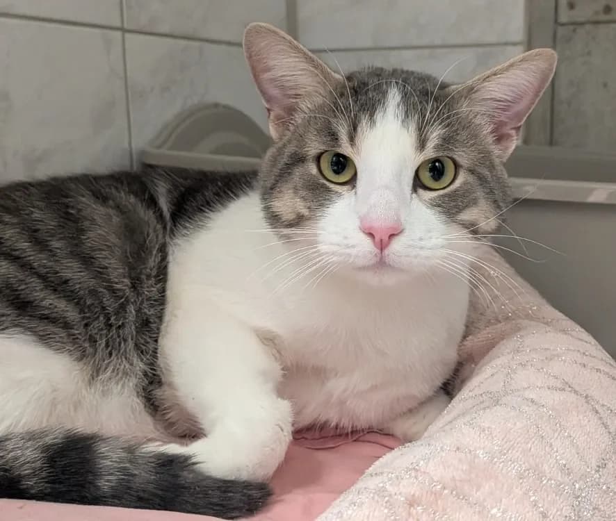 STITCH, grey tabby male mixed breed for adoption at SPA France, Paris — photo 3 of 4