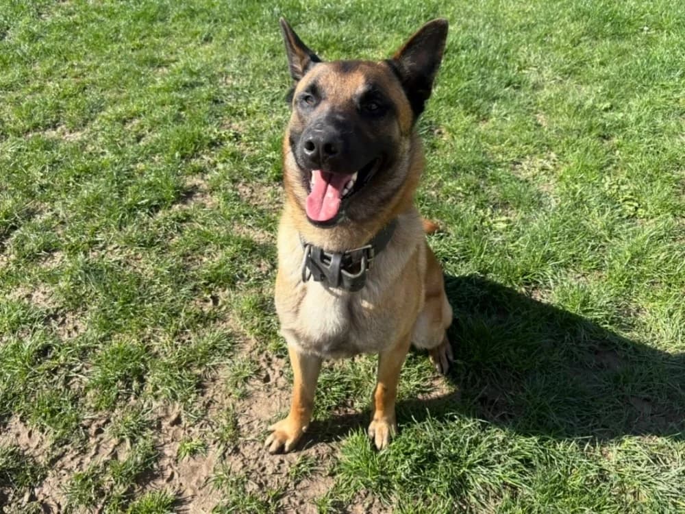 BOBO, male young Belgian Malinois for adoption at SPA Plaisir, Plaisir