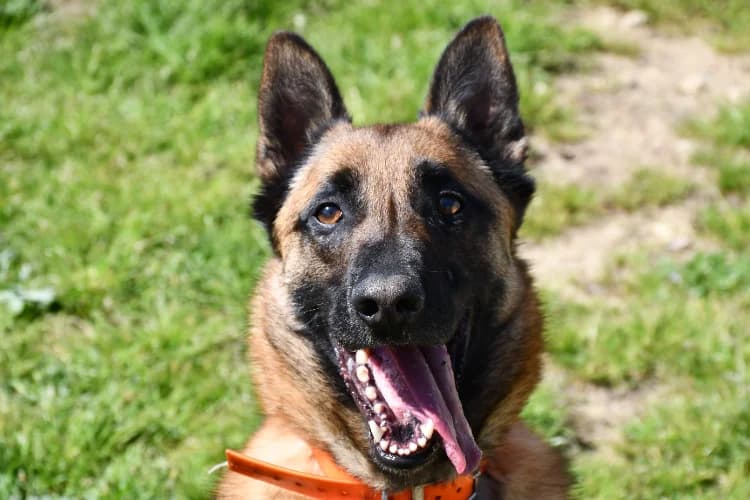 Unix, brown_chocolate male Belgian Malinois for adoption at SPA Perpignan, Perpignan