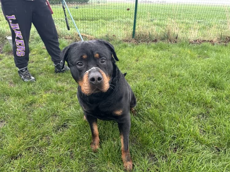 O'TEMPO, male Rottweiler for adoption at Jean Leriche), Moree
