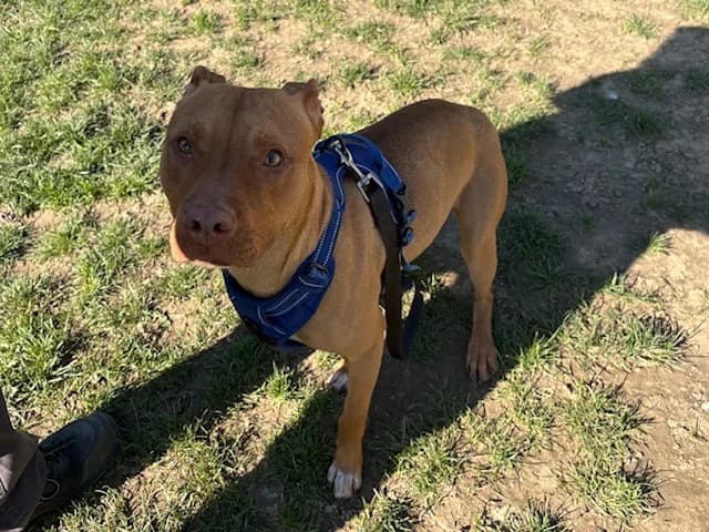Eloa  PAA24155, brown female Mixed Breed for adoption at SPA Plaisir, Plaisir