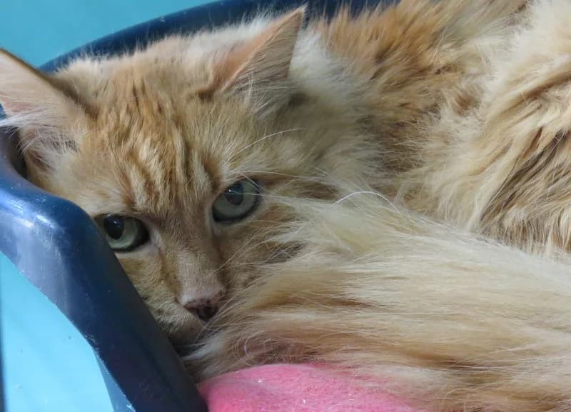 CASH, male mixed breed for adoption at SPA Mirepoix, Mirepoix