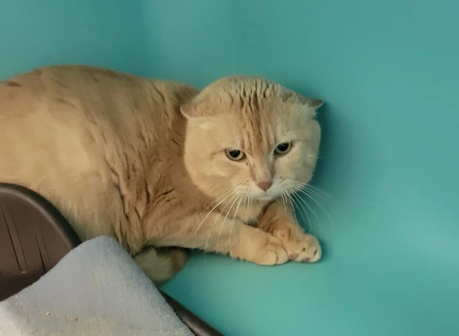 Garfield, male 4yo mixed breed for adoption at SPA Albi (Le Garric), Albi