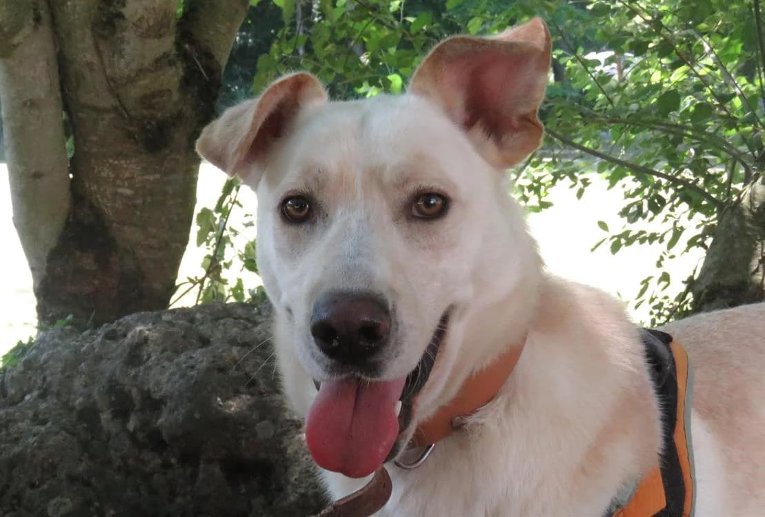 EDGAR, male mixed breed for adoption at SPA Tours (Luynes), Tours