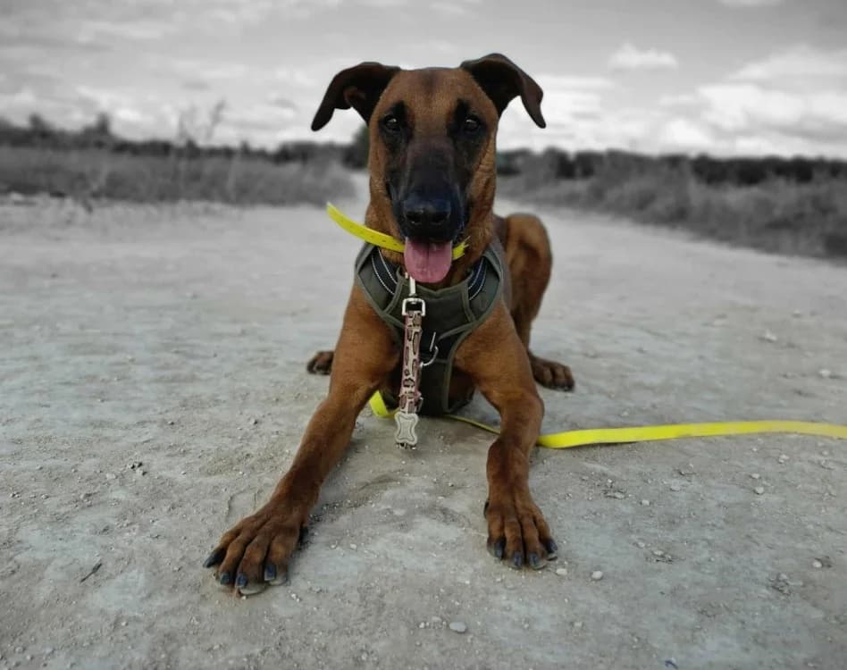 ROUNDUP, Doberman (SPA Laon)