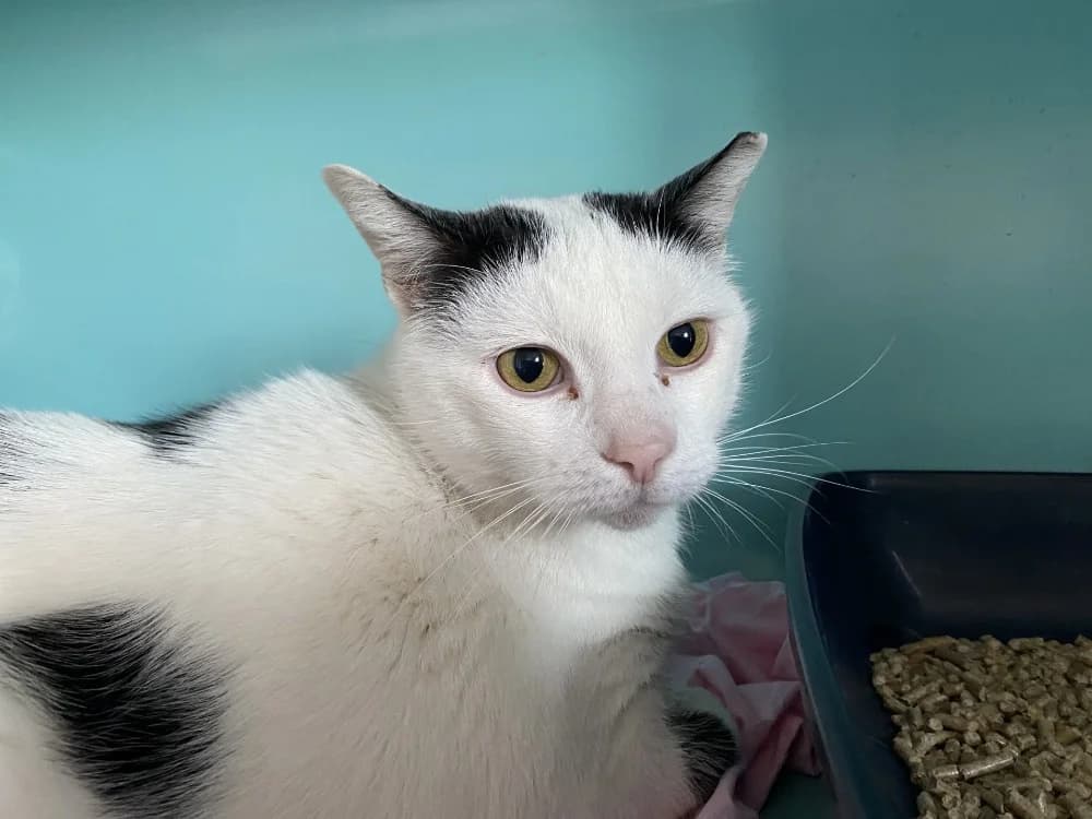 PATEE, male mixed breed for adoption at Tourcoing