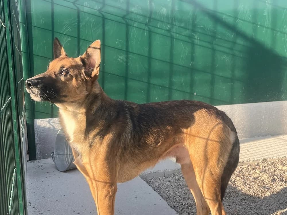 TAYSON, Belgian Malinois (SPA Troyes)