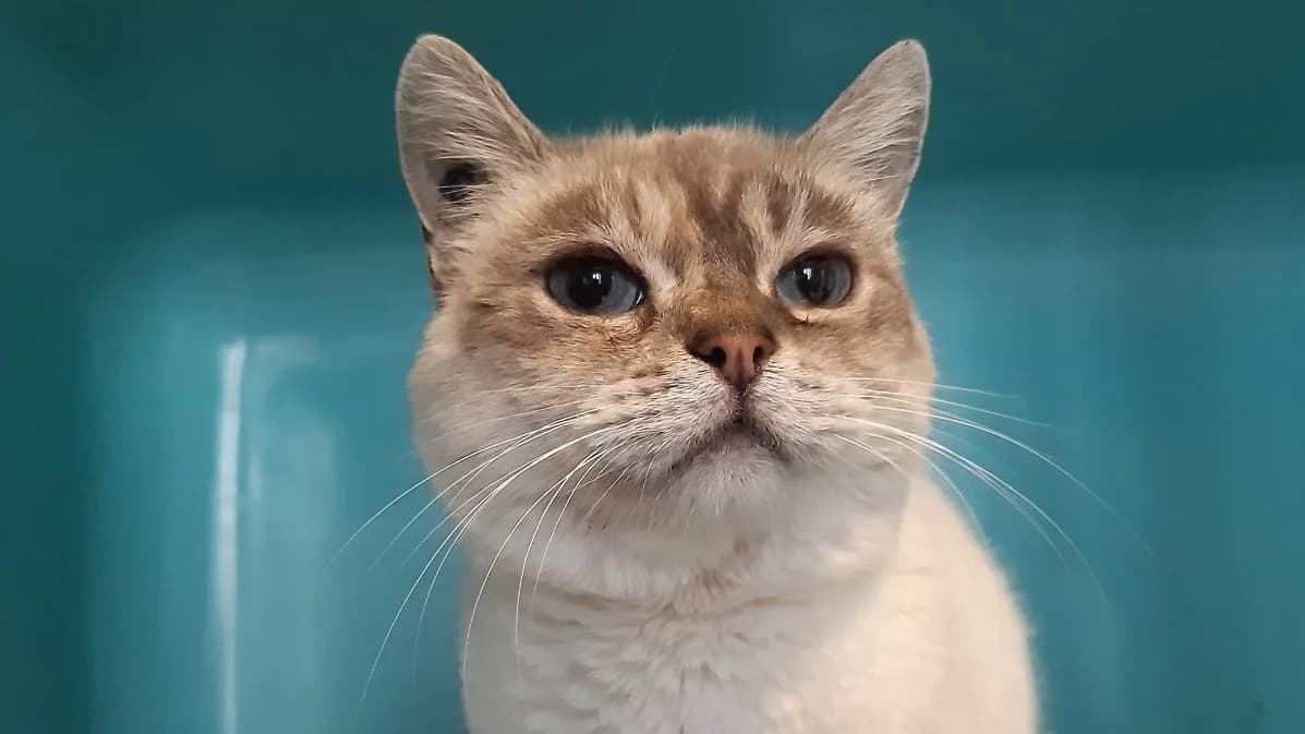 Bella (reservée), female mixed breed for adoption at Nantes