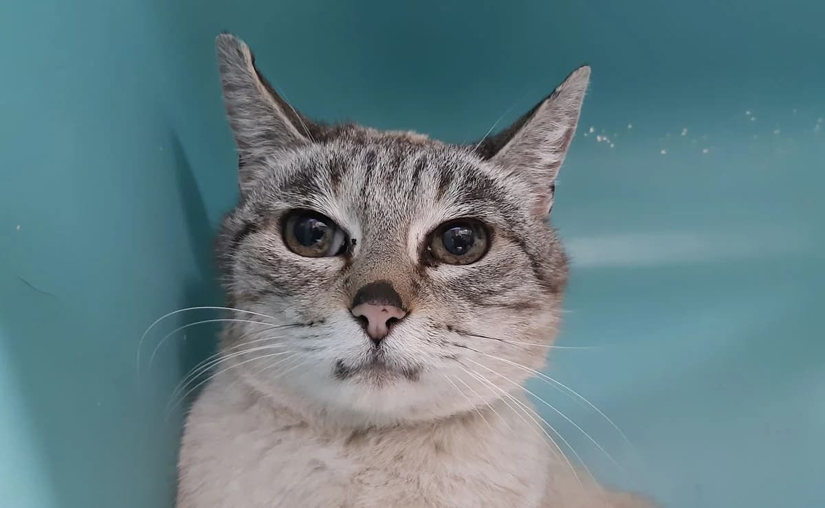 SIAM, grey tabby female mixed breed for adoption at SPA Mirepoix, Mirepoix