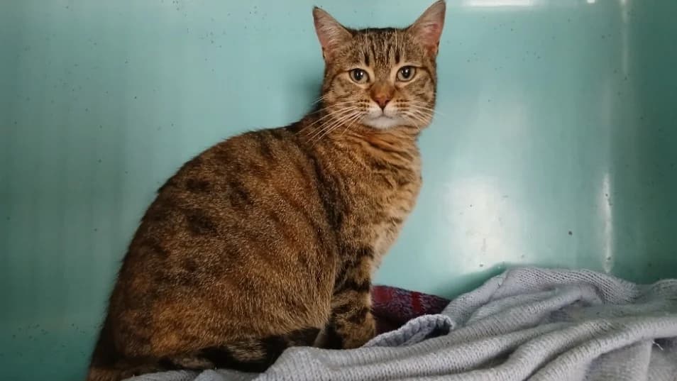 Anguille, female mixed breed for adoption at Nantes