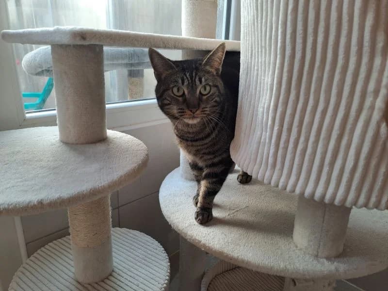 BLACKY, male mixed breed for adoption at SPA Inzinzac-Lochrist, Inzinzac