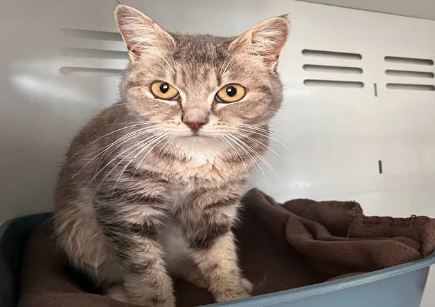 BLANDINE (réservée), female mixed breed for adoption at Nantes