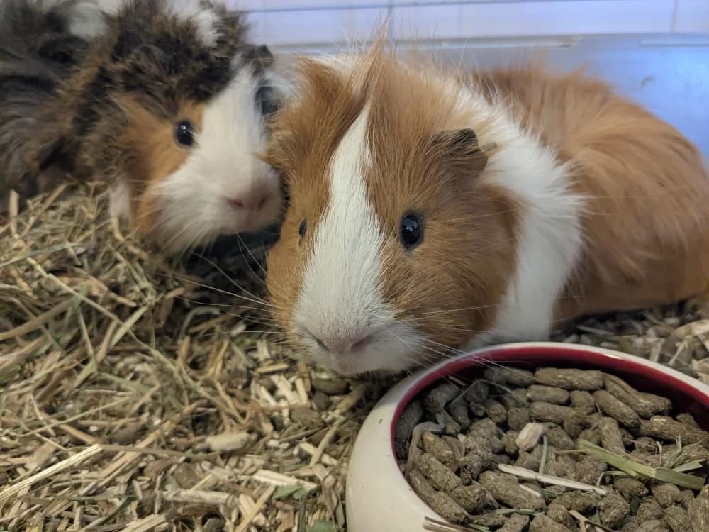 LATTE, male mixed breed for adoption at Tourcoing