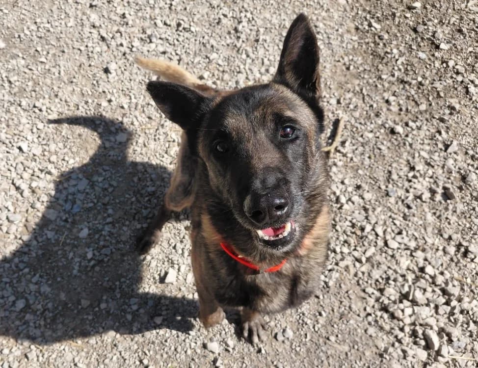 Groot, Belgian Malinois (SPA Millau)