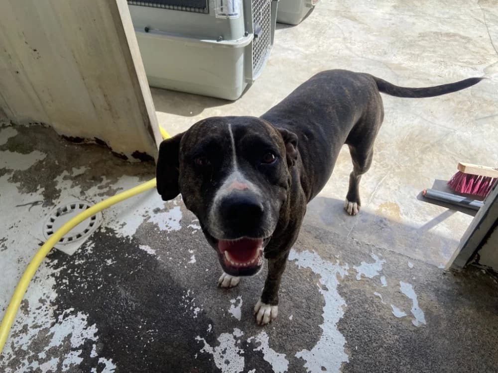 DOUCINE, Mixed Breed (SPA Chilleurs-aux-Bois)