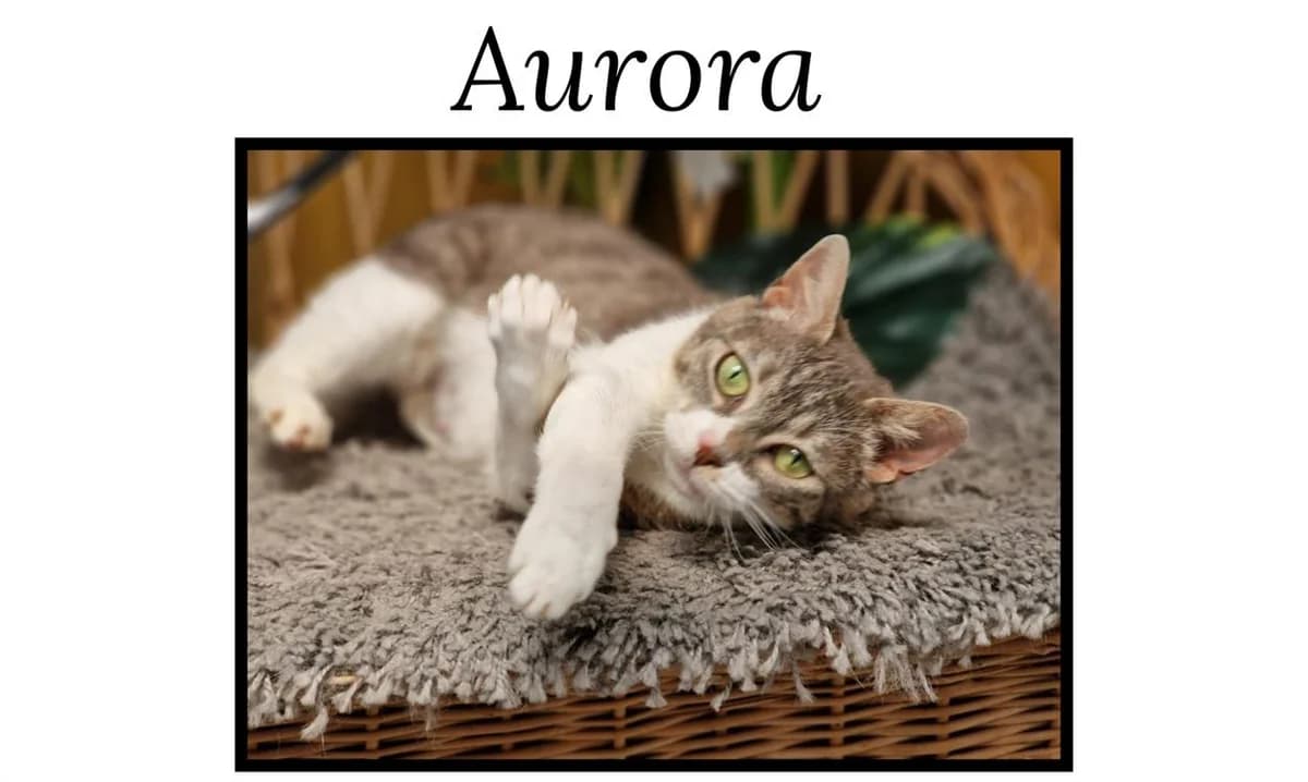 AURORA,  (SPA Cherbourg (Cotentin))