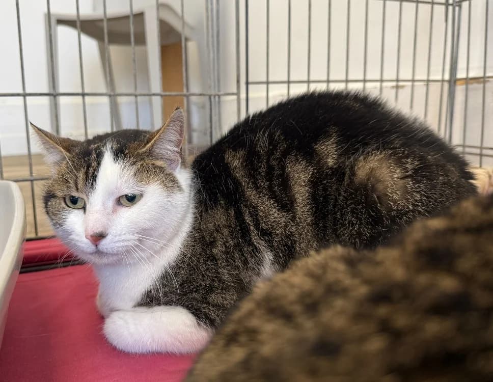 Fifille, female mixed breed for adoption at Arry