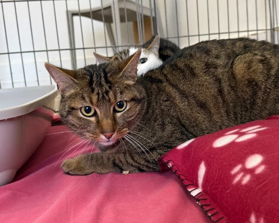 Ravioli, male mixed breed for adoption at Arry