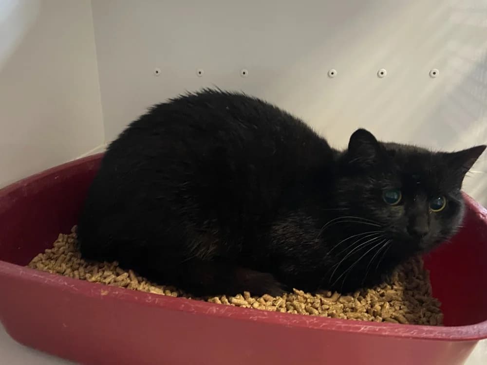 Anubis, female mixed breed for adoption at Gerhard Cramer), Arry