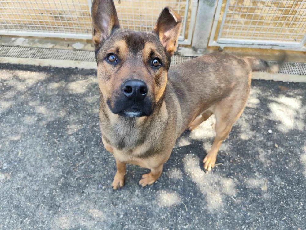 LINO VAA, red fawn male mixed breed for adoption at SPA Vaux-le-Pénil, Vaux-le-Pénil