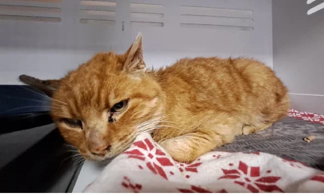 DYNAMO, male mixed breed for adoption at Arry