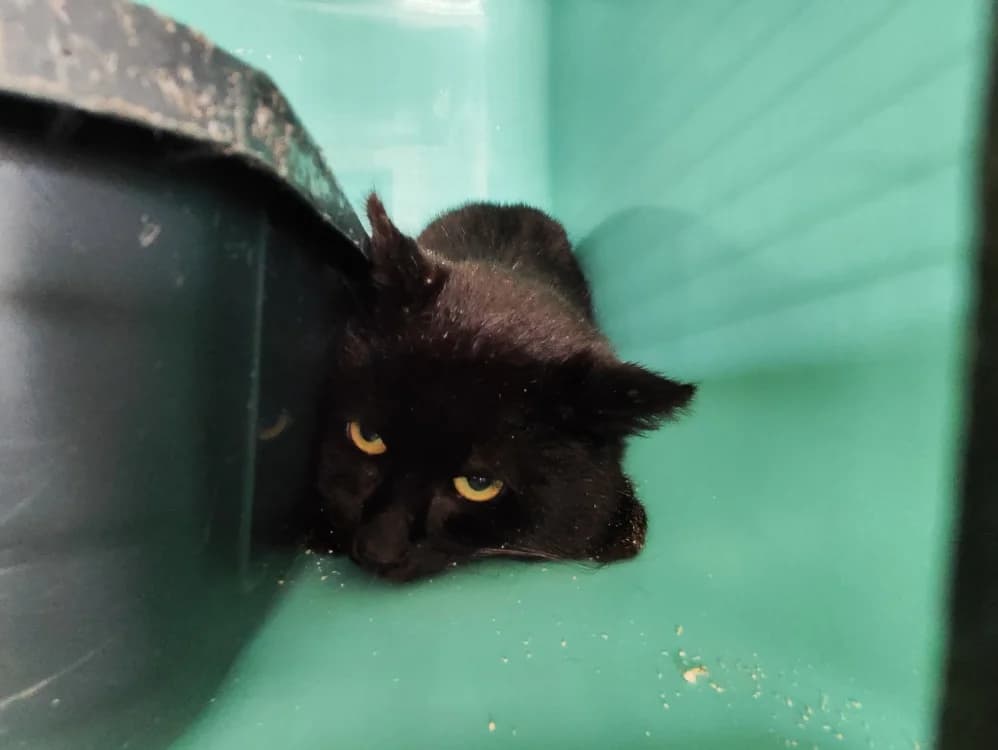 ONYX,  (SPA La Roche-sur-Yon)