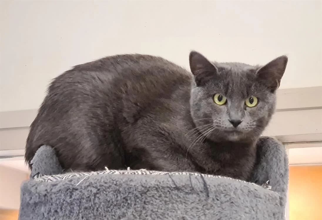 TOFU, male mixed breed for adoption at SPA Hermeray, Hermeray