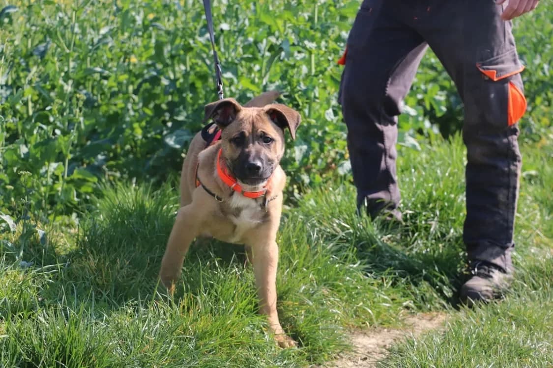 BENDER HAA24732 photo 2