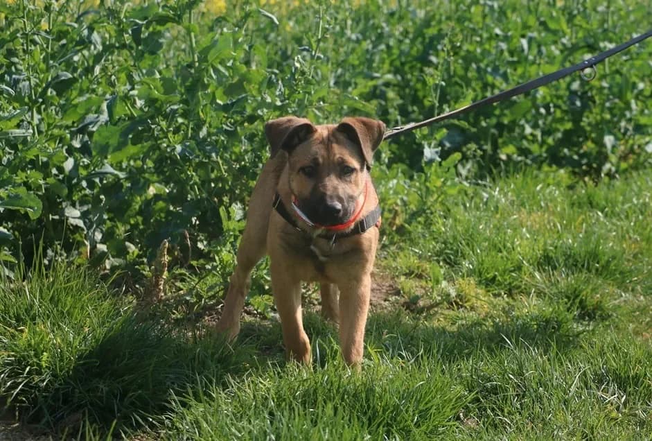 FRY HAA24728 photo 2