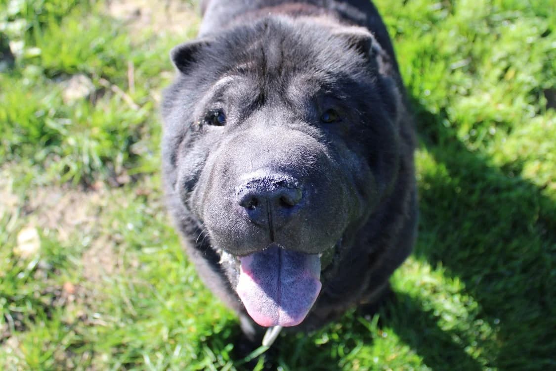 Mila, female mixed breed for adoption at SPA Albi (Le Garric), Albi