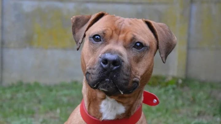 MAGNUM CHAO, Mixed Breed (SPA Chamarande)