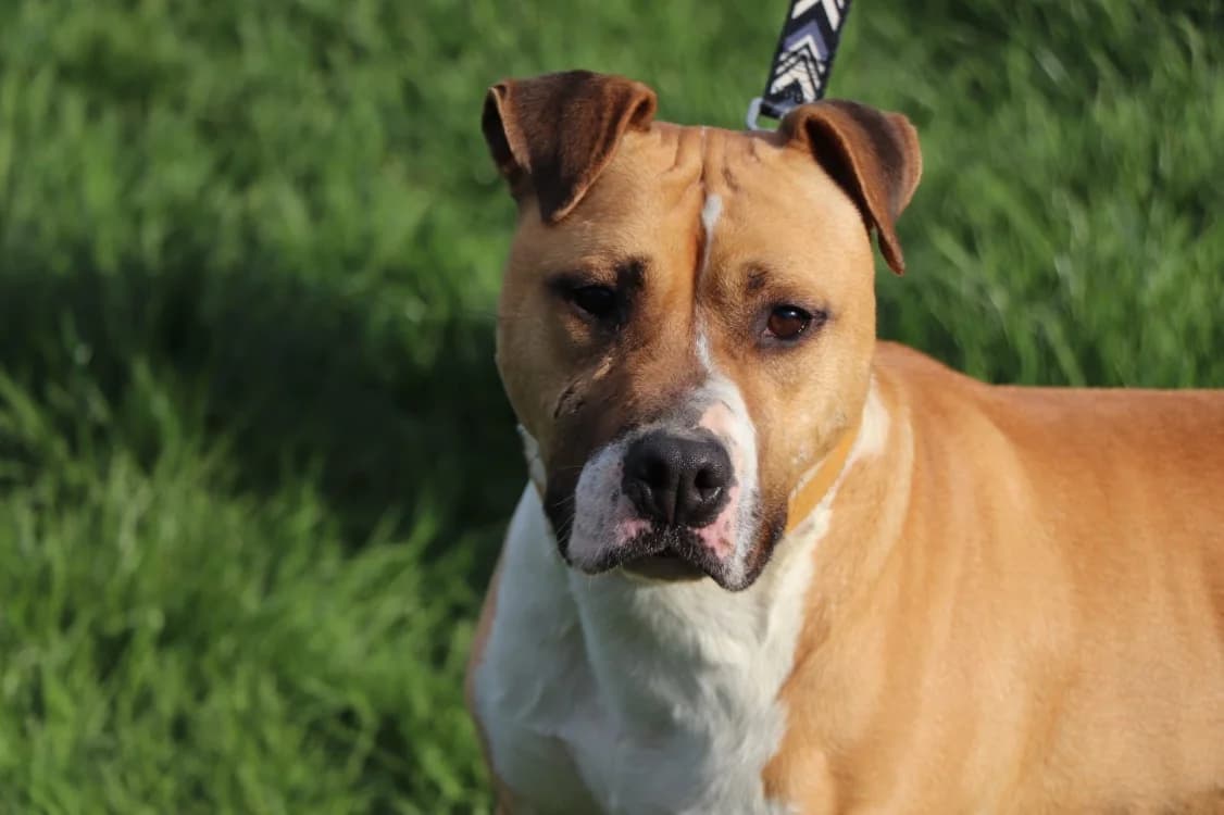 TYSON, male American Staffordshire Terrier for adoption at SPA Beaurepaire-en-Bresse, Beaurepaire