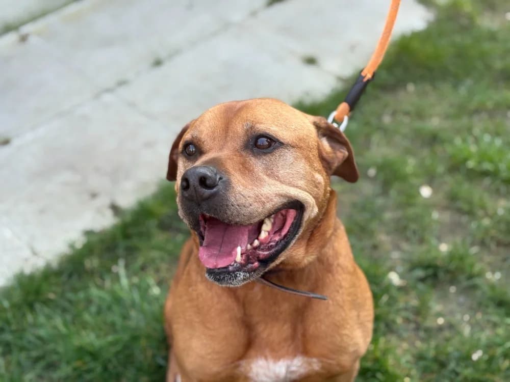 NUTY, male senior Mixed Breed for adoption at SPA Gennevilliers (Grammont), Gennevilliers