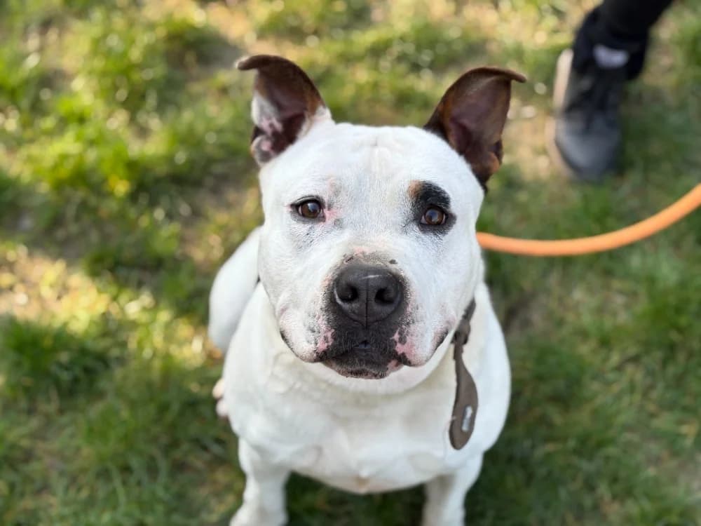 RUBEN, unknown male American Staffordshire Terrier for adoption at SPA Gennevilliers (Grammont), Gennevilliers