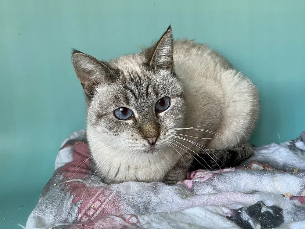 FAUSTINE, female mixed breed for adoption at Tourcoing