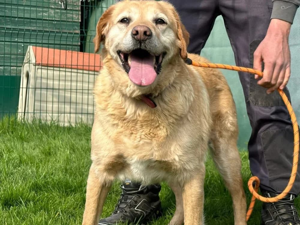 BARNEY, Labrador Retriever (SPA Arras (Tilloy))