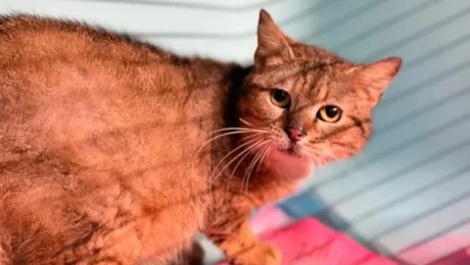 Simon CAB5138 photo 2