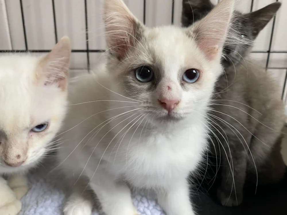 BENEDICTE, female mixed breed for adoption at Tourcoing