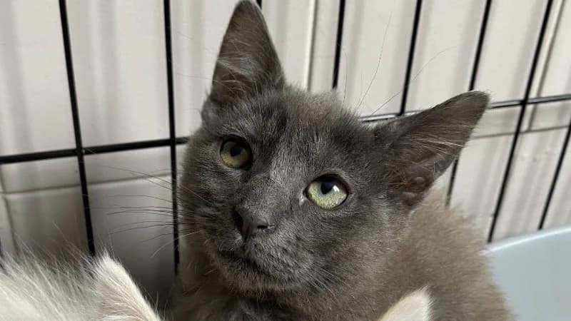 BERNADETTE, female mixed breed for adoption at Tourcoing