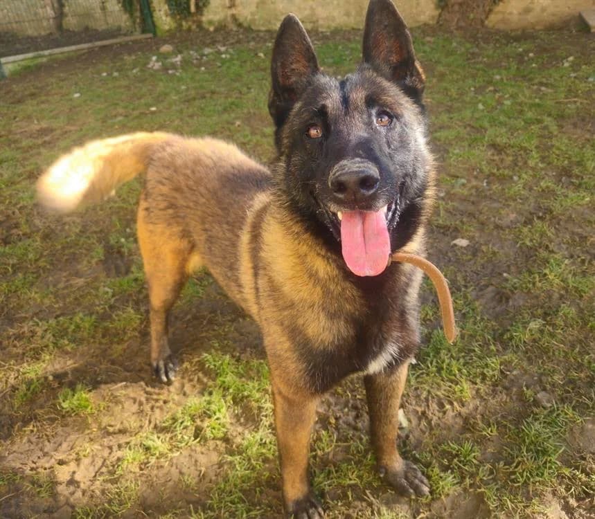 STAN, Belgian Malinois (SPA Troyes)