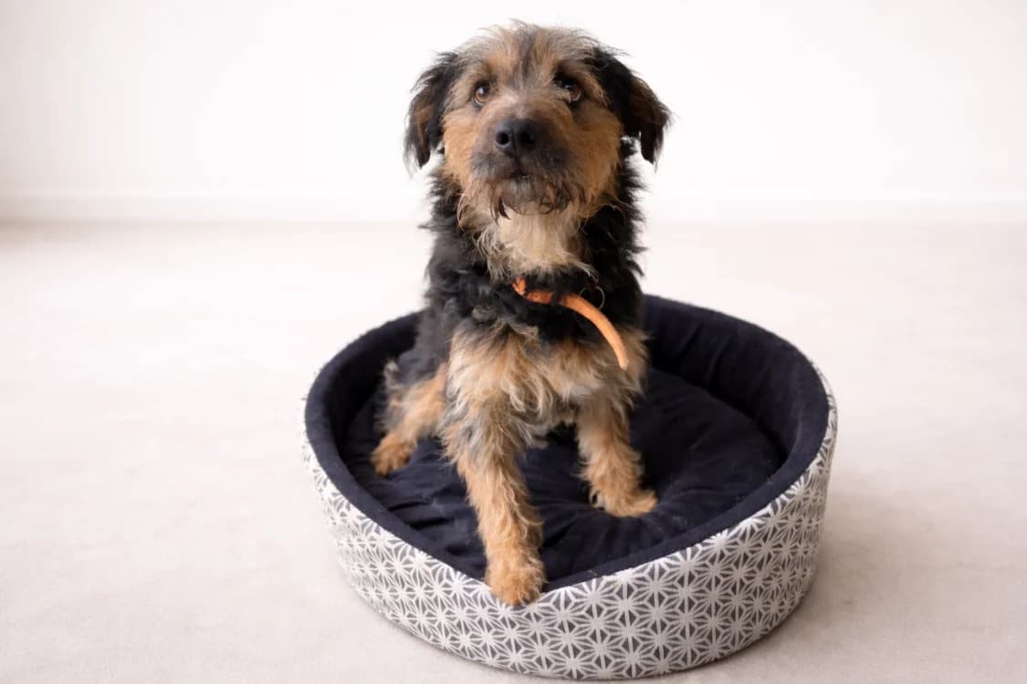 Sky, Yorkshire Terrier (SPA Golfech)