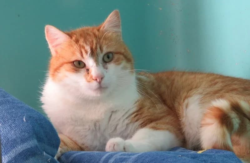 LOUKA, male mixed breed for adoption at SPA Mirepoix, Mirepoix