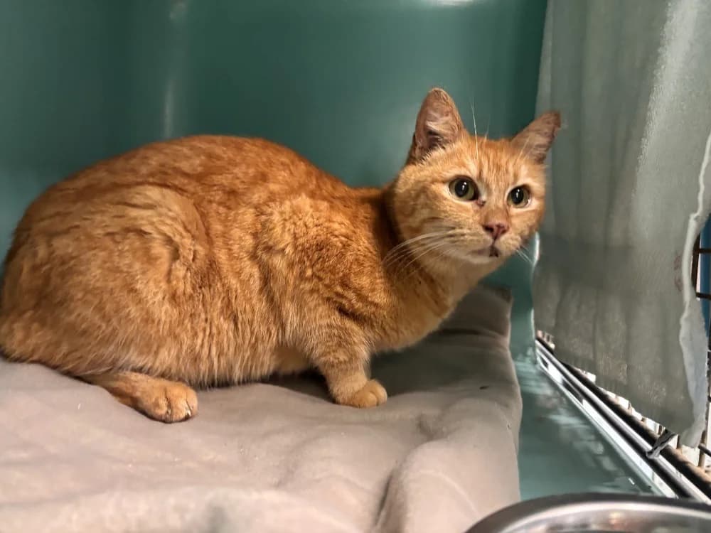 bilbo, female mixed breed for adoption at Tulle