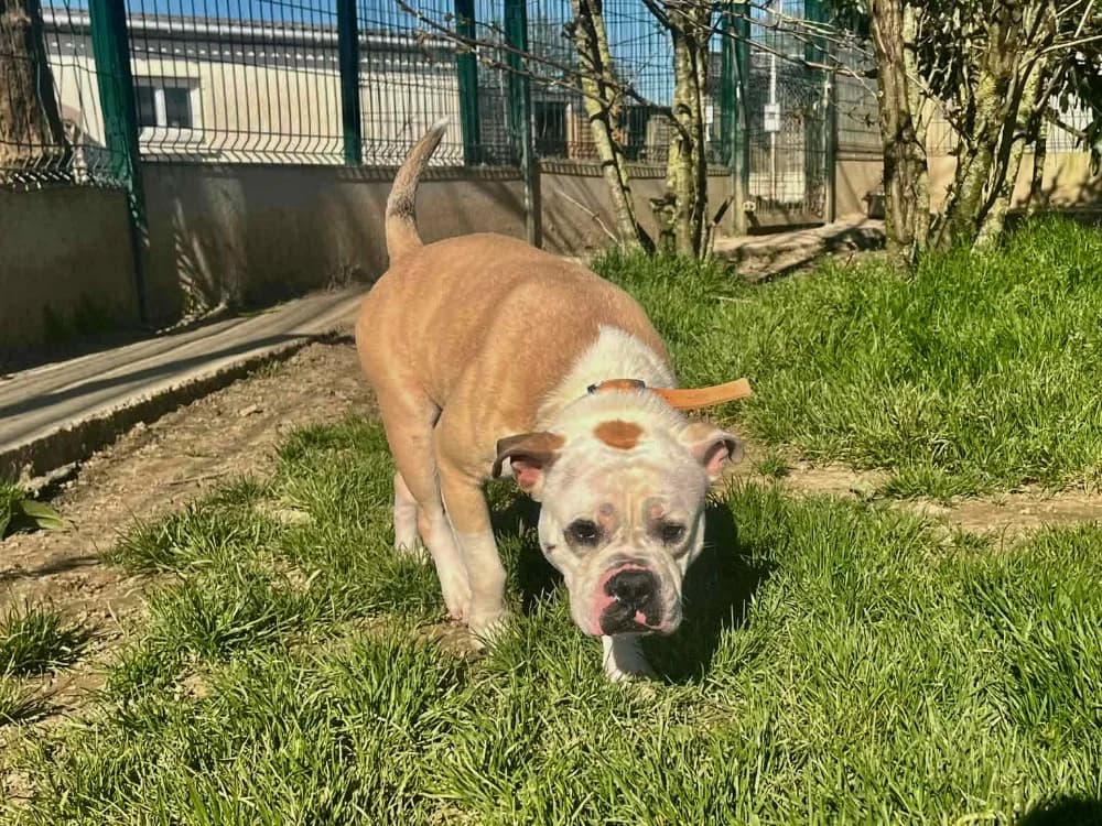 USKO, American Bully (SPA La Roche-sur-Yon)