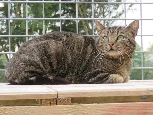 eureka, female senior mixed breed for adoption at SPA Gennevilliers (Grammont), Gennevilliers