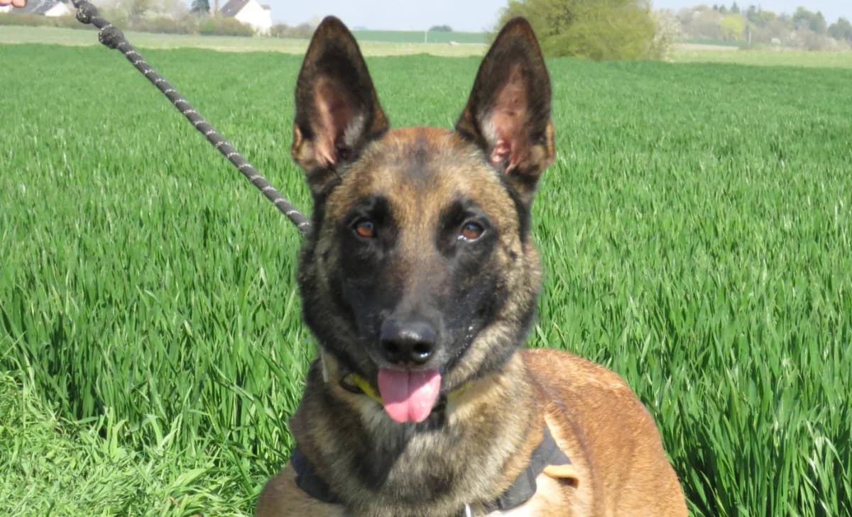 TESS, Belgian Malinois (SPA Mirepoix)