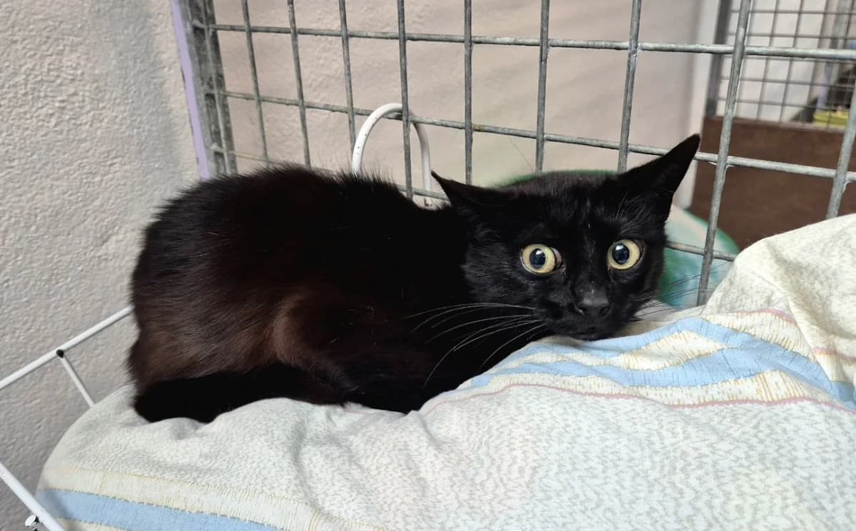 ZORA,  (SPA Gennevilliers (Grammont))